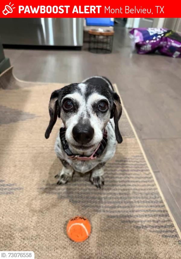 Lost Female Dog last seen Near and champions gate drive Villages of Champion Gate, Mont Belvieu, TX 77535