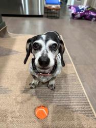 Lost Female Dog last seen Near and champions gate drive Villages of Champion Gate, Mont Belvieu, TX 77535