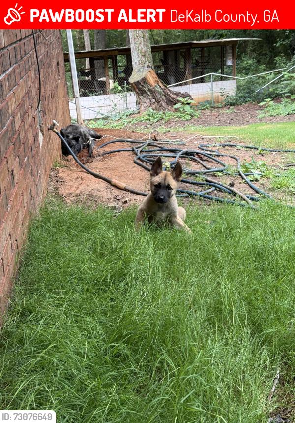 Lost Female Dog last seen By the bouldercrest park , DeKalb County, GA 30294