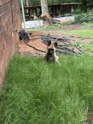 Lost Female Dog last seen By the bouldercrest park , DeKalb County, GA 30294