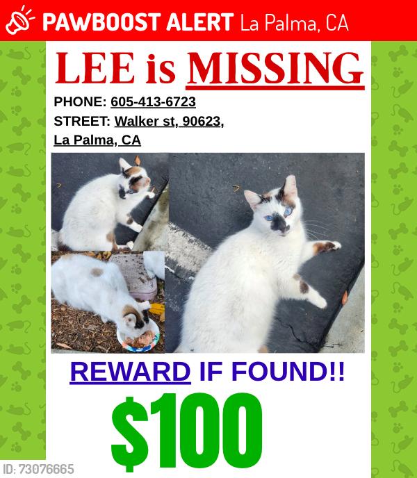 Lost Male Cat last seen Walker and Aspen cir, La Palma, CA 90623