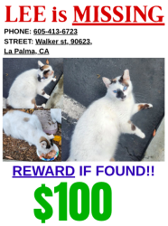 Lost Male Cat last seen Walker and Aspen cir, La Palma, CA 90623