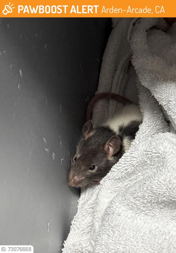 Found/Stray Unknown Other last seen Raleys, Arden-Arcade, CA 95821