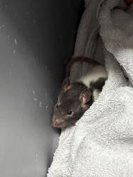 Found/Stray Unknown Other last seen Raleys, Arden-Arcade, CA 95821