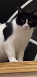 Lost Female Cat last seen Knoll creek area ., Blaine, MN 55434