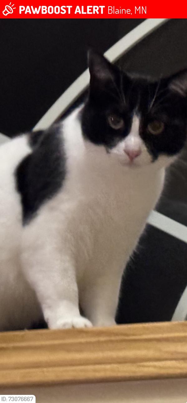 Lost Female Cat last seen Knoll creek area ., Blaine, MN 55434