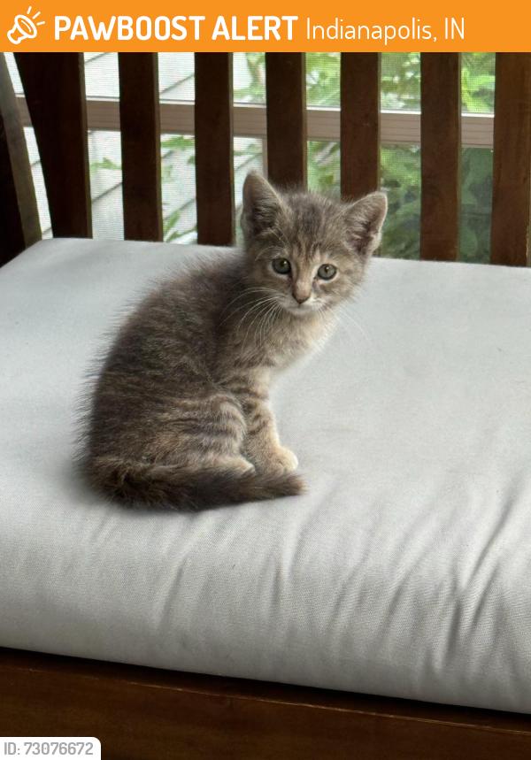 Found/Stray Unknown Cat last seen Meridian and Kessler, Indianapolis, IN 46208