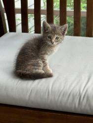 Found/Stray Unknown Cat last seen Meridian and Kessler, Indianapolis, IN 46208