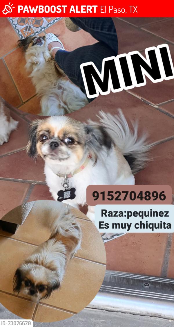 Lost Female Dog last seen Saul kleinfiel..pebble hills..montwood, El Paso, TX 79936
