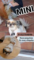Lost Female Dog last seen Saul kleinfiel..pebble hills..montwood, El Paso, TX 79936