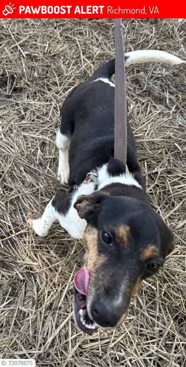 Lost Male Dog last seen Walmsley and Hopkins, Richmond, VA 23234