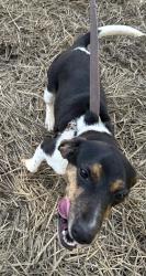 Lost Male Dog last seen Walmsley and Hopkins, Richmond, VA 23234