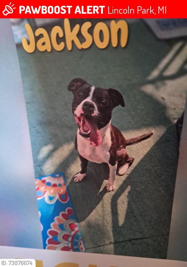 Lost Male Dog last seen White and Elliot ave., Lincoln Park, MI 48146