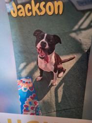 Lost Male Dog last seen White and Elliot ave., Lincoln Park, MI 48146