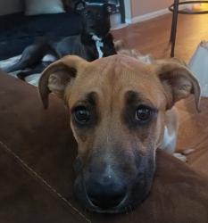 Lost Female Dog last seen Eubank and Layton, Albuquerque, NM 87111