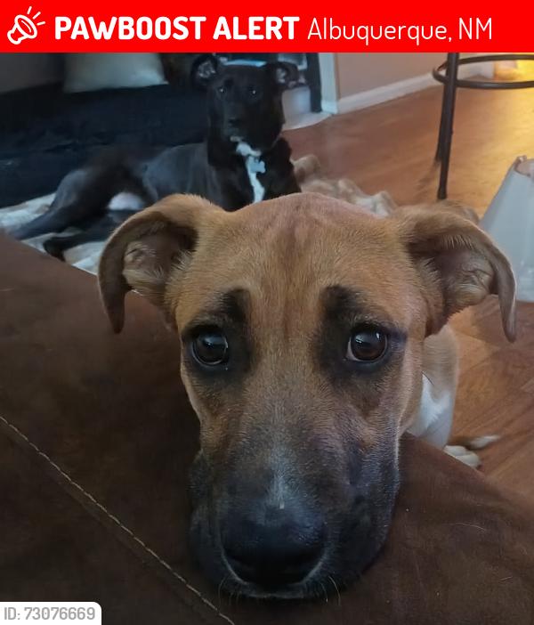Lost Female Dog last seen Eubank and Layton, Albuquerque, NM 87111
