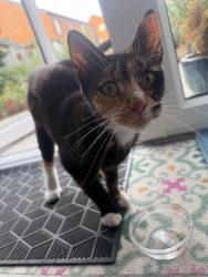 Found/Stray Female Cat last seen Abbey Park, Leicester, England LE4 5FH