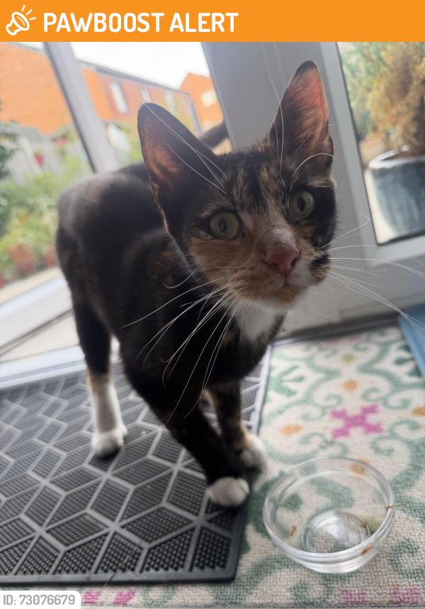 Found/Stray Female Cat last seen Abbey Park, Leicester, England LE4 5FH