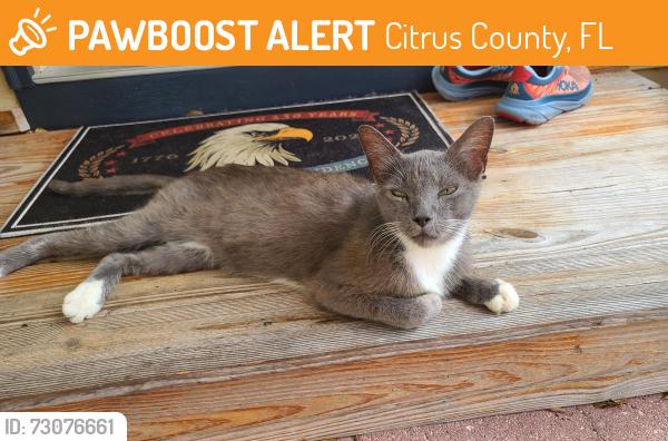Found/Stray Unknown Cat last seen Riverbend, Dunnellon Rd., Citrus County, FL 34433