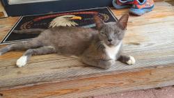Found/Stray Unknown Cat last seen Riverbend, Dunnellon Rd., Citrus County, FL 34433