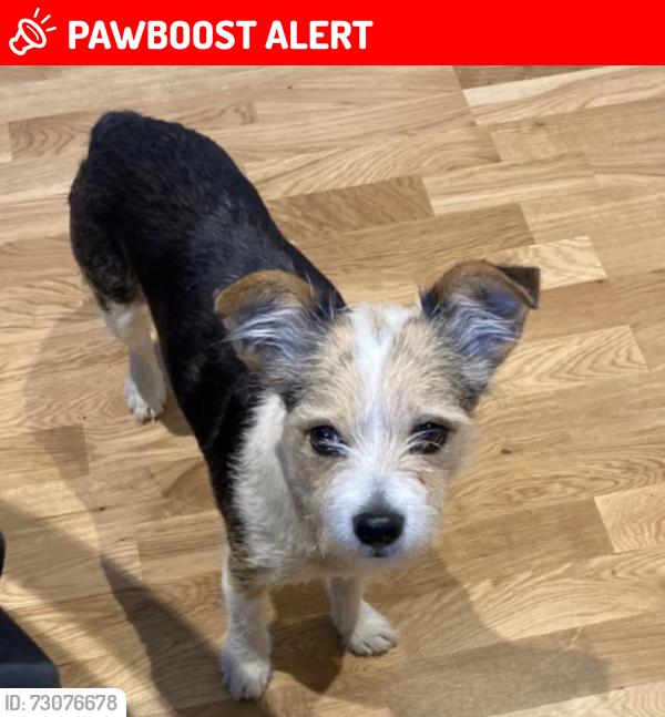 Lost Female Dog last seen Near Maze Hill, St Leonards-on-Sea, England TN38 0BA