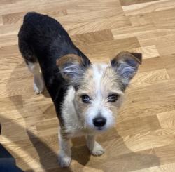 Lost Female Dog last seen Near Maze Hill, St Leonards-on-Sea, England TN38 0BA