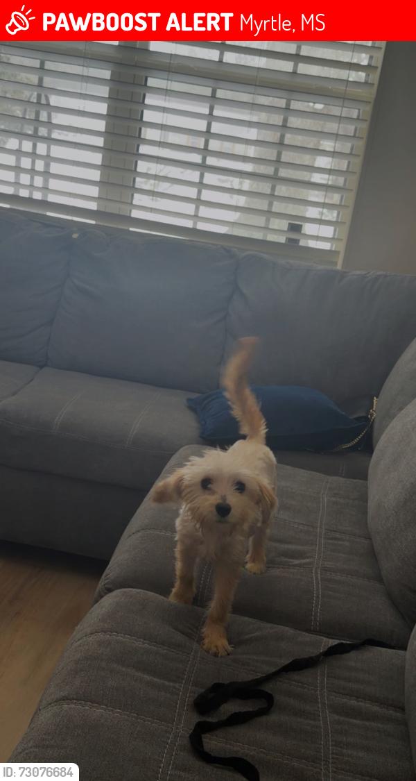 Lost Female Dog last seen sunaco, Myrtle, MS 38650