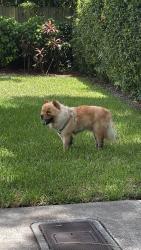 Found/Stray Unknown Dog last seen 96th street and 10th ave, Miami Shores, FL 33138