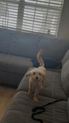 Lost Female Dog last seen sunaco, Myrtle, MS 38650