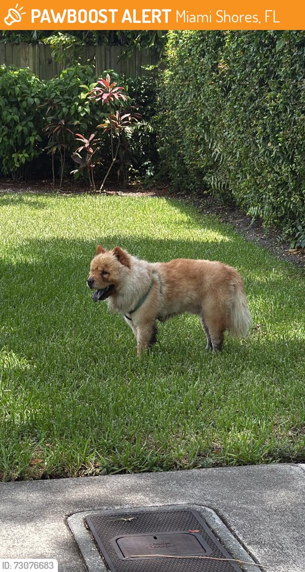 Found/Stray Unknown Dog last seen 96th street and 10th ave, Miami Shores, FL 33138