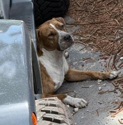Found/Stray Male Dog last seen Near nw 24 st Miami Fl 33127, Miami, FL 33142