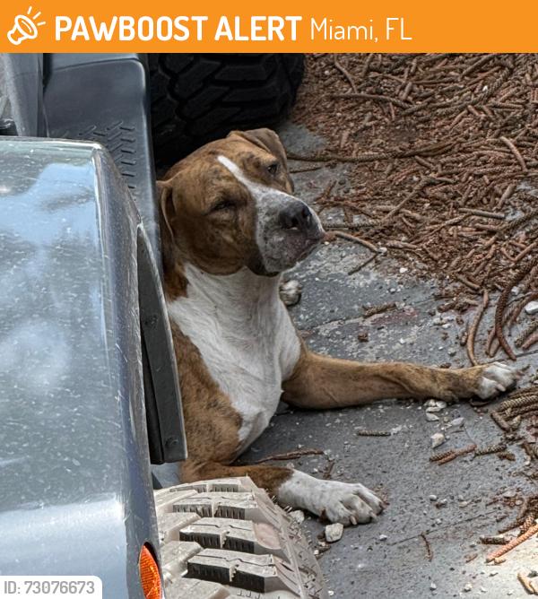 Found/Stray Male Dog last seen Near nw 24 st Miami Fl 33127, Miami, FL 33142