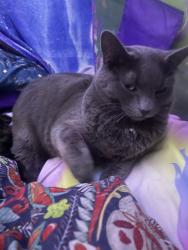 Lost Male Cat last seen Barton Park Campground, Clackamas County, OR 97009