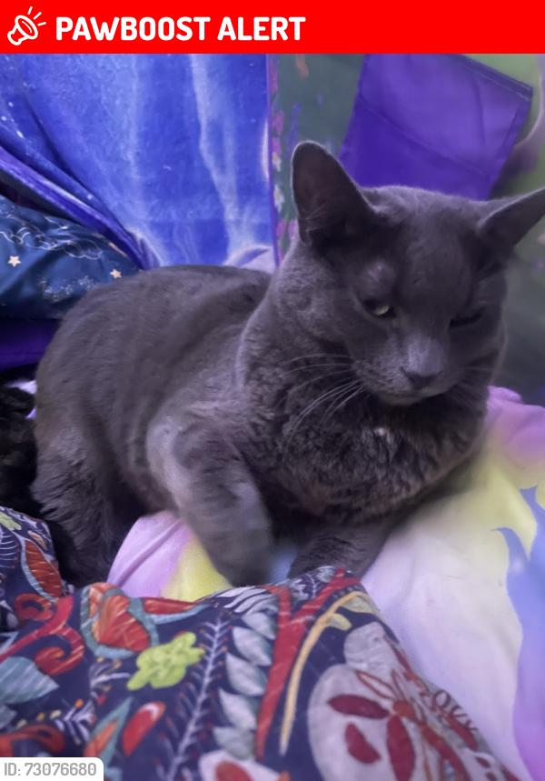 Lost Male Cat last seen Barton Park Campground, Clackamas County, OR 97009