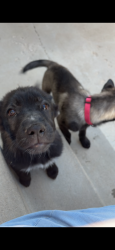 Lost Female Dog last seen Near south, West Jordan, UT 84088
