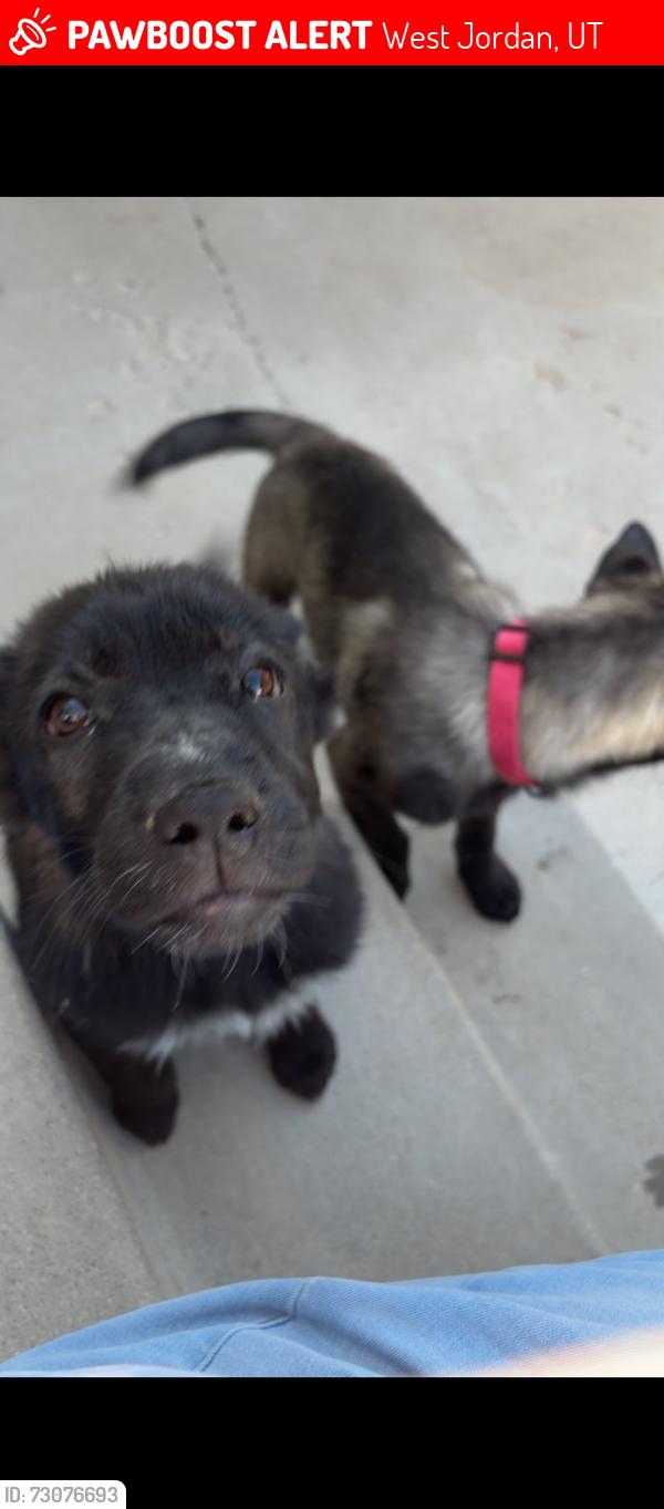 Lost Female Dog last seen Near south, West Jordan, UT 84088