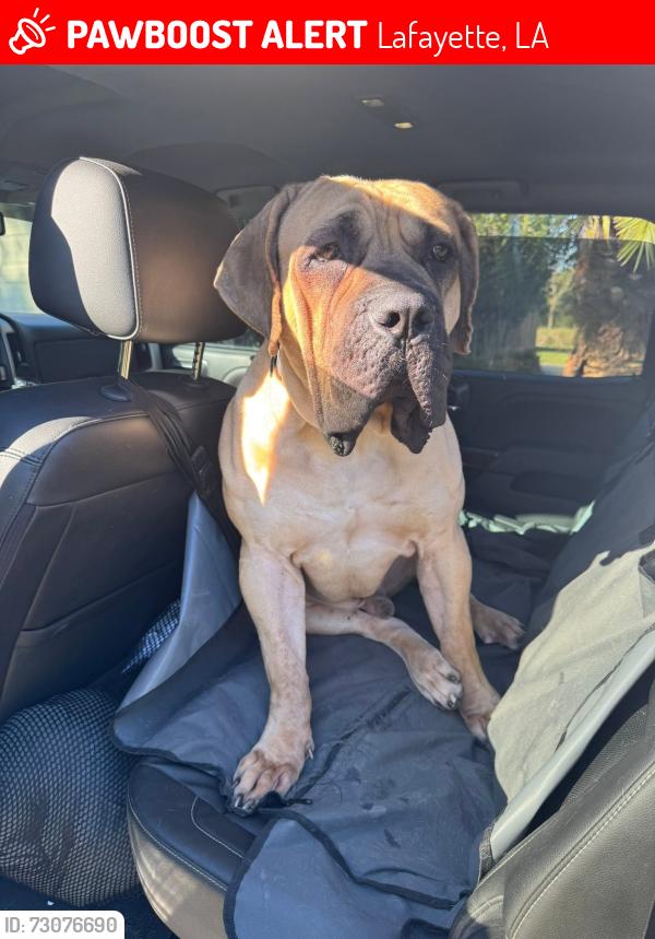 Lost Male Dog last seen Willow near Good Hope Church, Lafayette, LA 70501