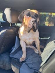 Lost Male Dog last seen Willow near Good Hope Church, Lafayette, LA 70501