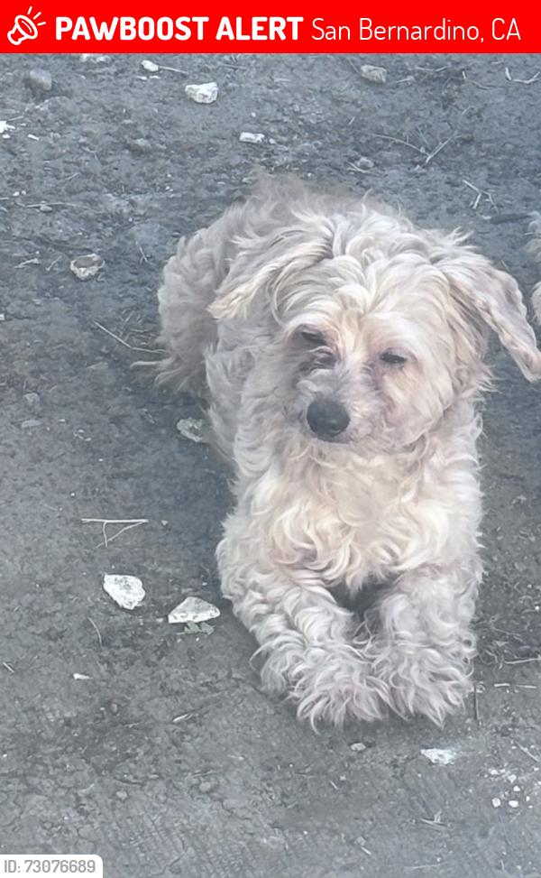 Lost Male Dog last seen Near N J Street, San Bernardino, CA 92411, San Bernardino, CA 92411