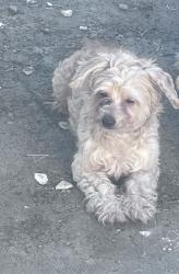Lost Male Dog last seen Near N J Street, San Bernardino, CA 92411, San Bernardino, CA 92411