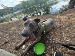 Shelter Stray Male Dog last seen Near KATHERINE KNOWLES Stone Mountain, 30087, 30087, GA, 3280 Chamblee Dunwoody Rd, Chamblee, GA 30341, USA