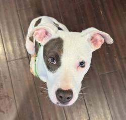 Shelter Stray Male Dog last seen Near Rainbow forest circle 3117 I, 30034, GA, 3280 Chamblee Dunwoody Rd, Chamblee, GA 30341, USA
