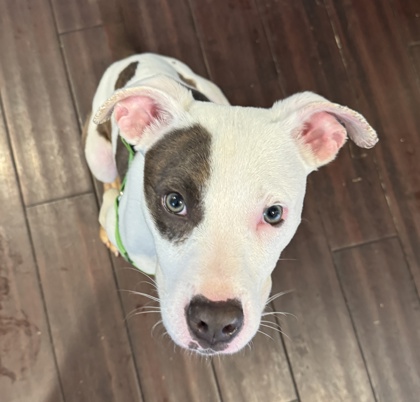 Shelter Stray Male Dog last seen Near Rainbow forest circle 3117 I, 30034, GA, 3280 Chamblee Dunwoody Rd, Chamblee, GA 30341, USA
