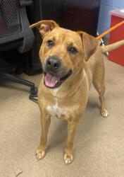 Shelter Stray Female Dog last seen Near Springlake Dr, 30032,, 3280 Chamblee Dunwoody Rd, Chamblee, GA 30341, USA