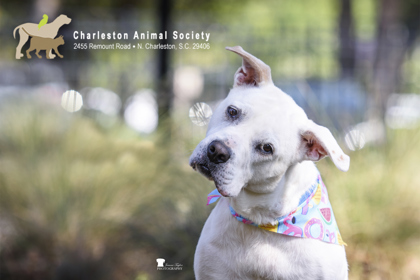 Shelter Stray Female Dog last seen Near Lakewood Drive, Berkeley County, SC, 2455 Remount Rd, North Charleston, SC 29406, USA
