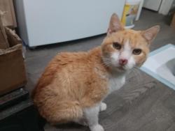 Found/Stray Male Cat last seen El Portal, Bakersfield, CA 93309