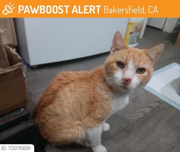 Found/Stray Male Cat last seen El Portal, Bakersfield, CA 93309