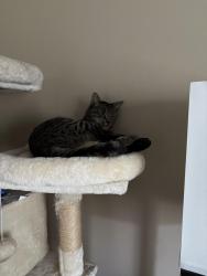 Reunited Male Cat last seen Shadowbark dr, Houston, TX 77082