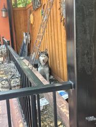 Lost Unknown Dog last seen Federal, Denver, CO 80290