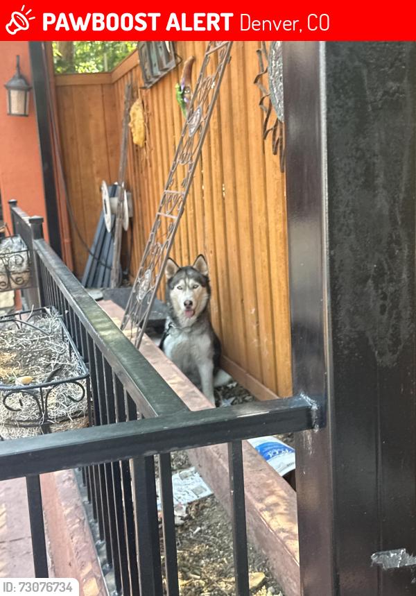 Lost Unknown Dog last seen Federal, Denver, CO 80290